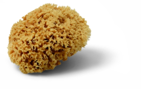MAGIC SPONGE kaufen bei ProMa Farben
