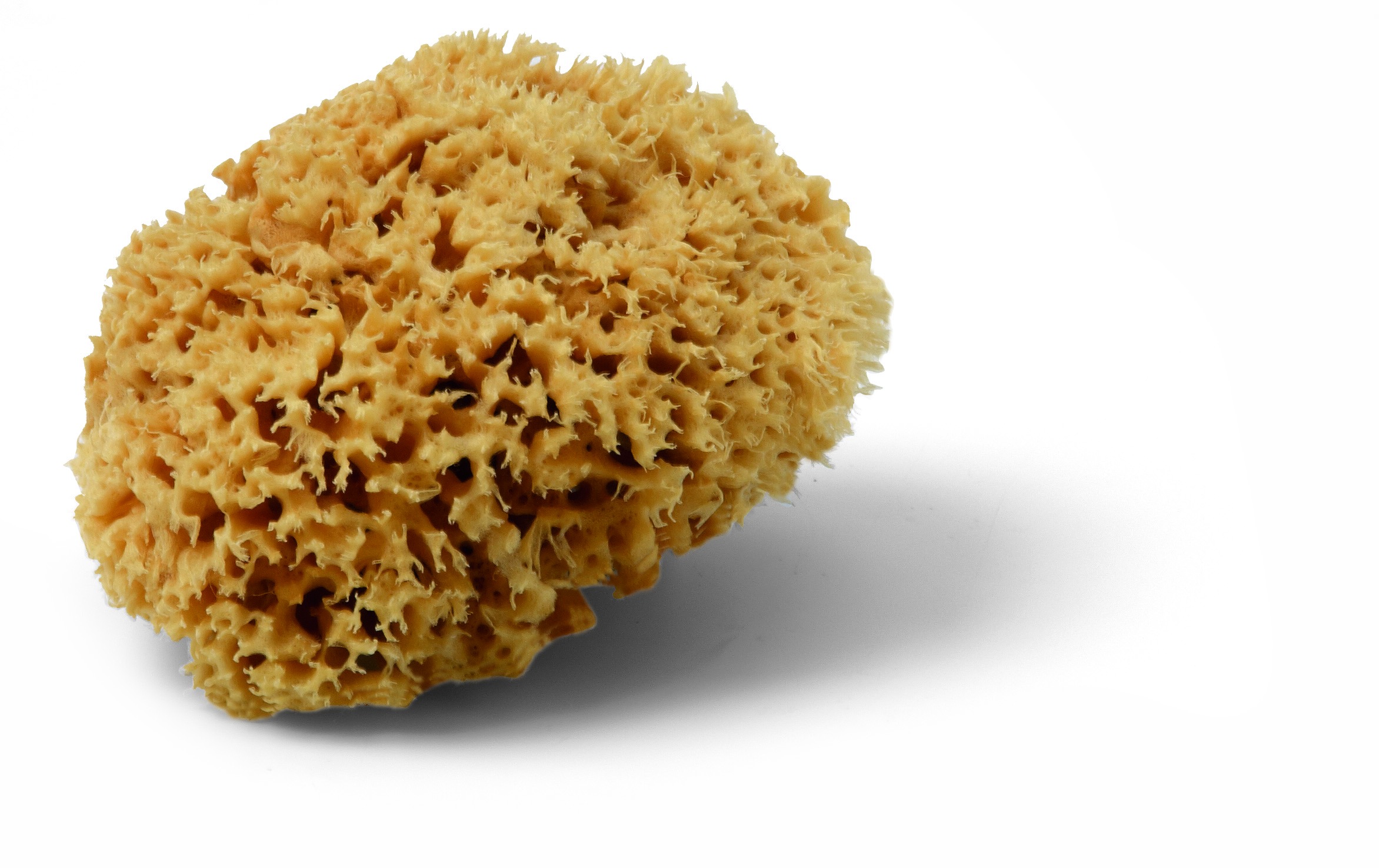 MAGIC SPONGE kaufen bei ProMa Farben