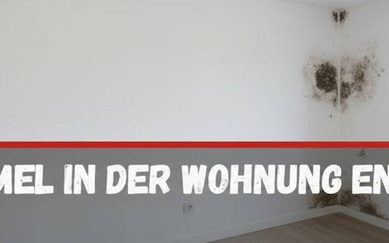 Schimmel in der Wohnung: Sofortmaßnahmen & Langzeitschutz